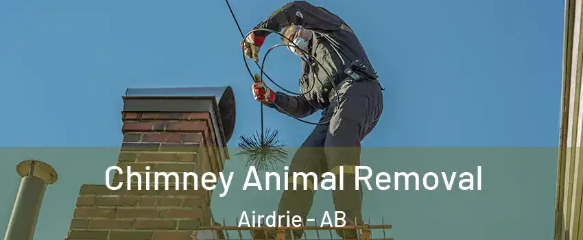 Chimney Animal Removal Airdrie - AB