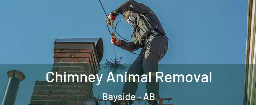  Chimney Animal Removal Bayside - AB