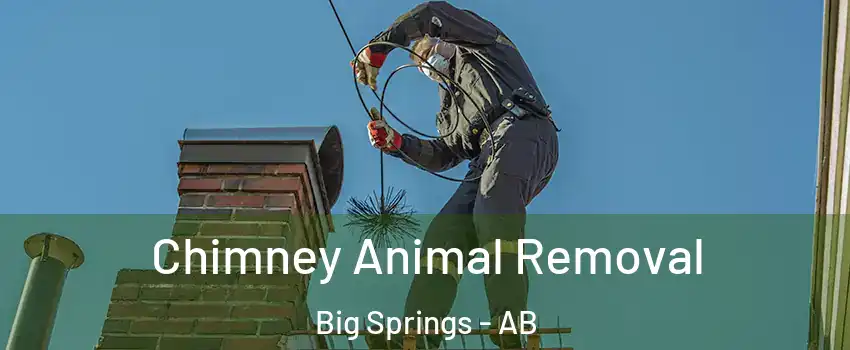 Chimney Animal Removal Big Springs - AB