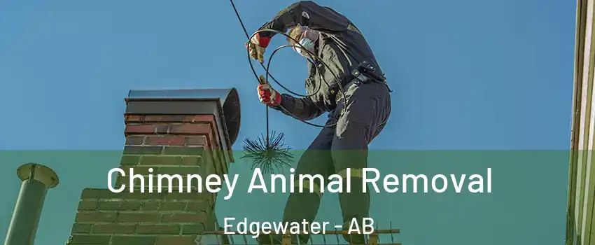 Chimney Animal Removal Edgewater - AB