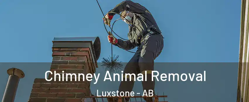 Chimney Animal Removal Luxstone - AB