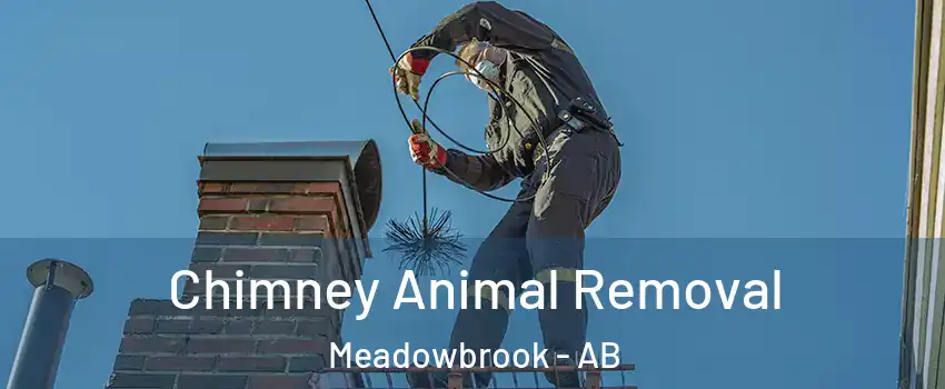  Chimney Animal Removal Meadowbrook - AB