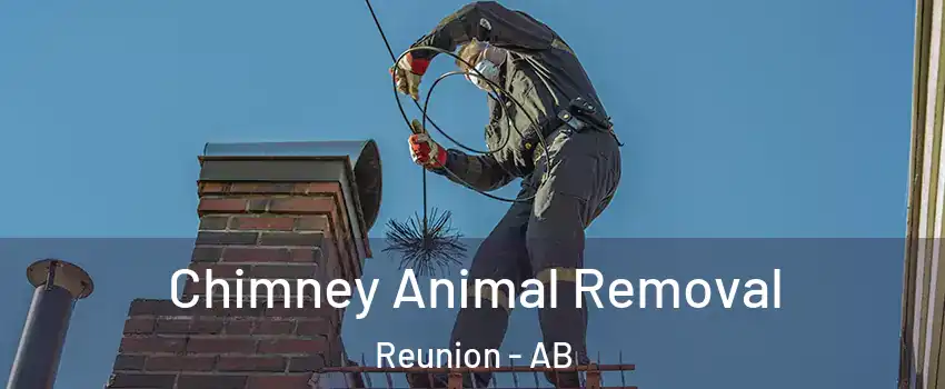 Chimney Animal Removal Reunion - AB